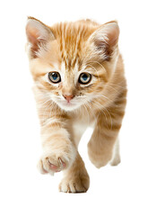 Obraz premium A kitten running isolated on a transparent background PNG