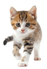 Obraz premium A kitten running isolated on a transparent background PNG