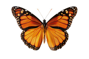 Fototapeta premium butterfly with blue flower isolated on transparent background