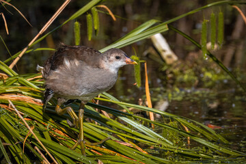 A common moorhen chick stands on the green plants on one leg and looks toward the camera lens on a sunny summer day.