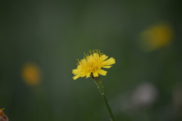 Sonnengelbe Wildblüte auf sanftem Hintergrund