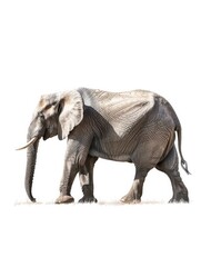 Obraz premium A side view of an elephant walking on white background