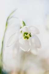Snowdrop - Galanthus nivalis (Amaryllidaceae)