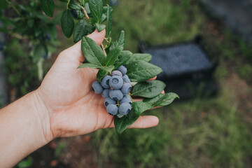 Man hand inspecting fresh blueberries on a plantation