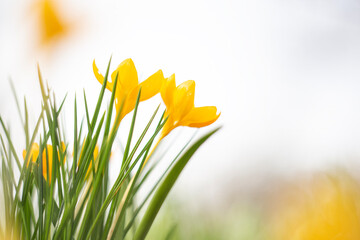 Yellow Crocus - Crocus chrysanthus
