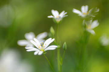 Stellaria holostea - another spring beauty