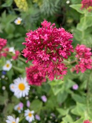 pink flowers in the garden