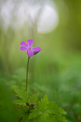 Herb Robert or Geranium robertianum blooms from april until september.