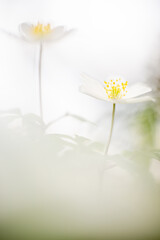 Anemone nemorosa, a wild plant which blooms in spring .