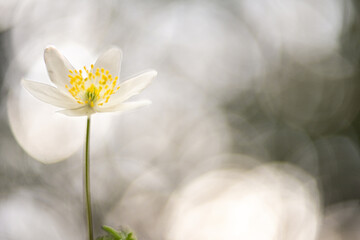 Anemone nemorosa, a wild plant which blooms in spring .