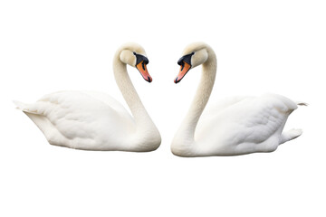 Obraz premium Graceful Ballet of White Swans on a White or Clear Surface PNG Transparent Background..