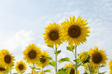 Fototapeta premium Blooming yellow sunflowers in Lopburi Province, Thailand.