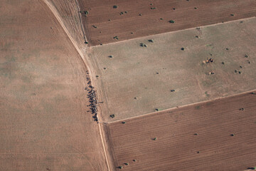 The view from a hot air balloon of a shepherd and his flock, walking in the Agafa desert near Marrakech,  Morocco at sunrise