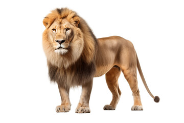 Obraz premium Majestic Lion King in the White Realm on a White or Clear Surface PNG Transparent Background..