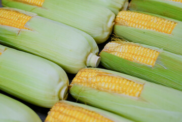 sweet corn with green skin