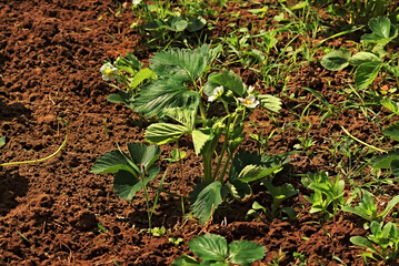 young strawberry plant begins to bloom