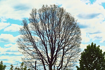 Silhouette of a huge oak tree, with leaves beginning to bloom, against the background of a bright...