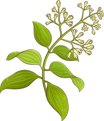 Сinnamon Branch Colored Detailed Illustration