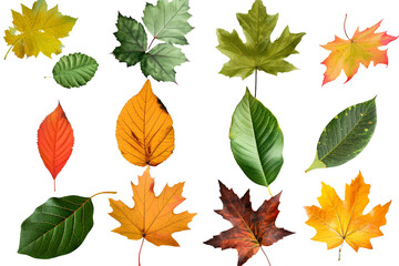 Fototapeta premium Collection of autumn leaves isolated on transparent background