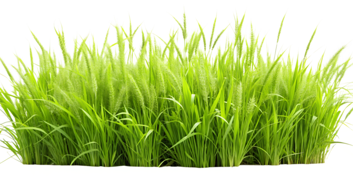 dense areas of green grass or young wild grass plants with narrow, elongated leaves