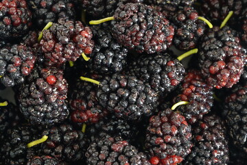 マルベリー　桑の実