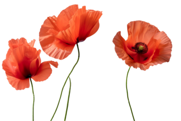 Color poppy flowers isolated on transparent background