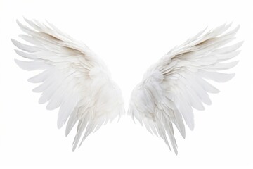 Wing white background no shadow flying.