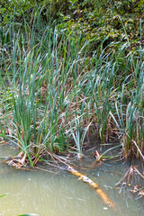 A peaceful wetland with tall grasses, green vegetation, and still water in a serene natural setting