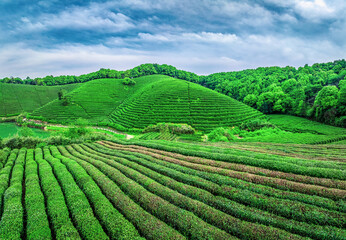 Green tea plantation scenery in spring