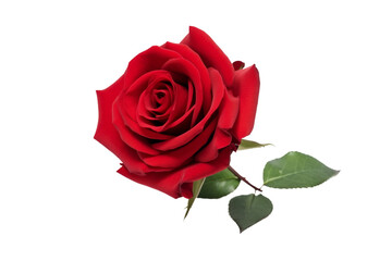 Crimson Beauty: A Solitary Rose Dancing With Light on a White or Clear Surface PNG Transparent Background..