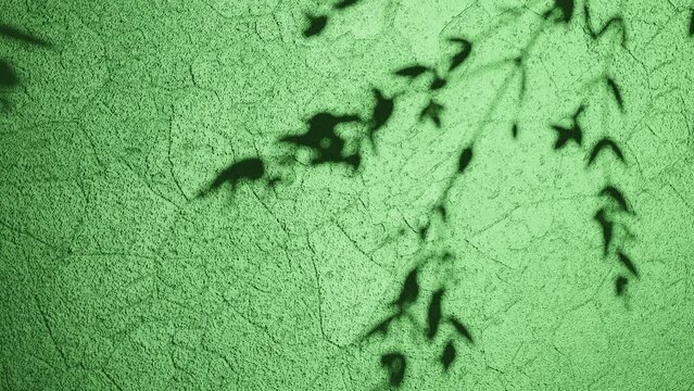 Shadows of Nature on Green  Textured Surface