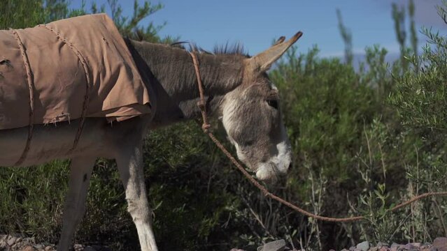 A stunning profile portrait of a beautiful donkey.