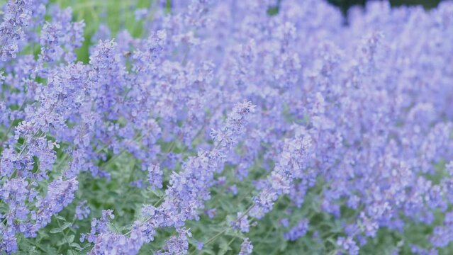 summer blue background flowers catnip full screen