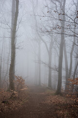 The forest in a fog.