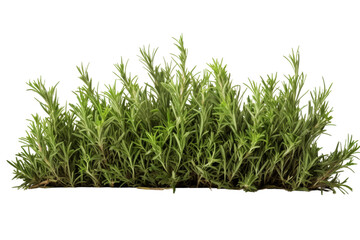 Lush Oasis: A Verdant Bush of Green Grass on a White or Clear Surface PNG Transparent Background..