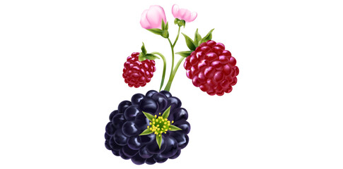 Blackberries With Stem Isolated On White Background, Summer Berry Fruits Vector Illustration.