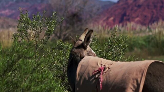 A rustic donkey captured from behind against the backdrop of Purmamarca, nestled in the northeastern region of Argentina's Jujuy province.