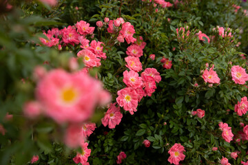 Flowers bed of beautiful flowering roses in a garden setting