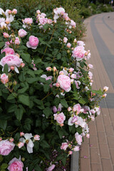 pale pink rose blooms in a city park near the sidewalk