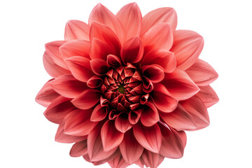 Dahlia flower isolated on transparent background