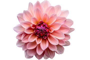 Dahlia flower isolated on transparent background