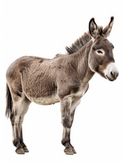 Fototapeta premium A side view of donkey standing on white background
