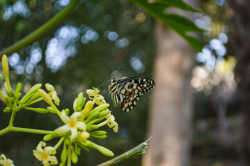 Close up of beautiful butterfly on a papaya branch in garden