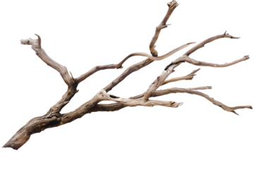 Dead branch isolated on transparent background