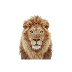 Fototapeta premium Majestic Lion on White Background