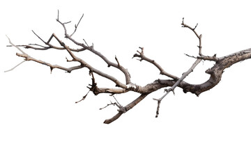 Fototapeta premium Dead branch isolated on transparent background