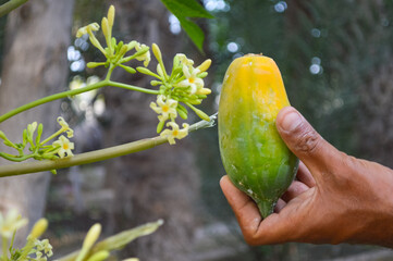 hand holding papaya fruit with natural bokeh background