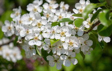 white flowers of fruit trees in spring