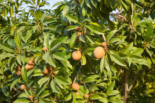 Close up of sapodilla tree branch, garden fruit natural background
