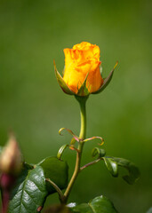 Rose flowers in nature outdoors.